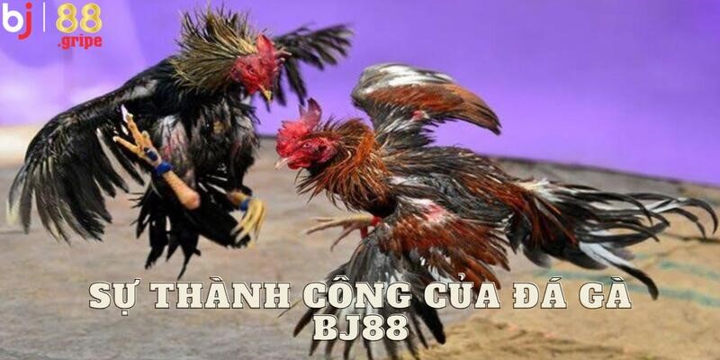 Đá Gà BJ88 - Trải Nghiệm Xem Đá Gà Trực Tuyến 2026 2 Thông tin chi tiết về sảnh đá gà BJ88 đặc biệt